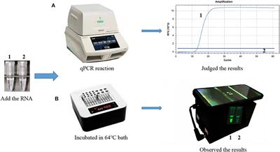 A Novel, Cleaved Probe-Based Reverse Transcription Loop-Mediated Isothermal Amplification Method for Specific and Sensitive Detection of Porcine Deltacoronavirus